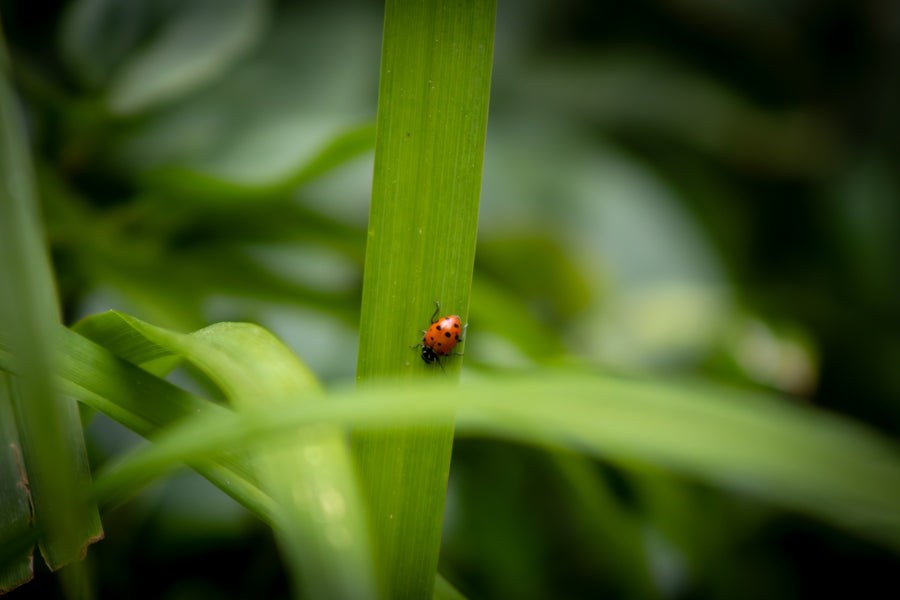Why Natural Foods Are Key for Managing Tick-related Itchy Skin in Dogs