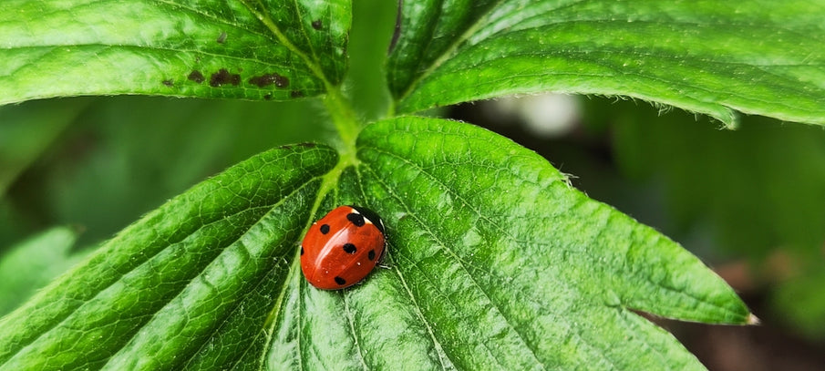 How Natural Foods and Botanical Pesticides Help Your Pet Thrive