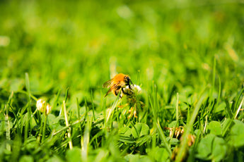 Exploring the Journey of Botanical Pesticides for Sustainable Pet Care