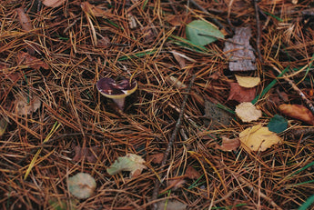 Keeping Fleas Away: Eco-Friendly Strategies for Itchy Skin Management