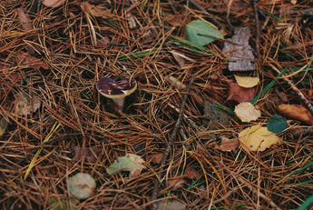 Sustainable Solutions for Fleas and Ticks: A Natural Approach for Pet Owners