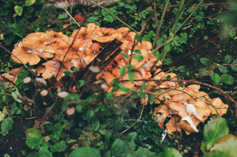 Implementing Botanical Strategies for Pet Health: A Modern Sustainable Approach