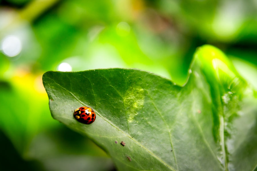 An Educational Exploration of Botanicals and Pet-safe Flea Defense