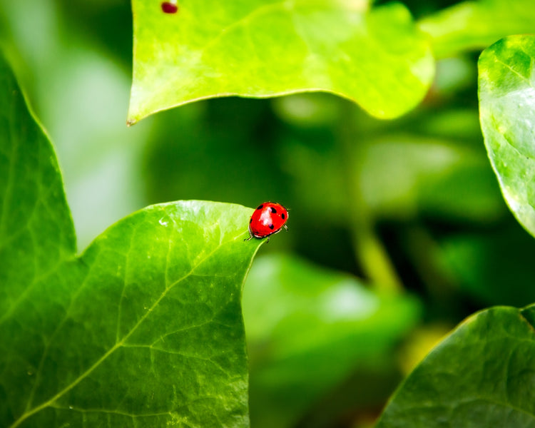 A Guide to Selecting the Right Botanical Pesticides for Pets