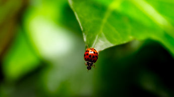 Checklists for Creating a Sustainable Pet Diet and Pest Management