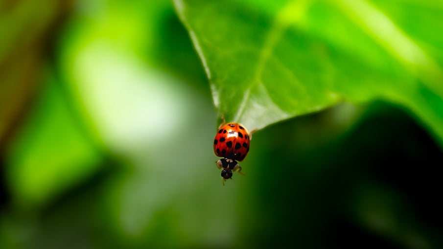 Checklists for Creating a Sustainable Pet Diet and Pest Management