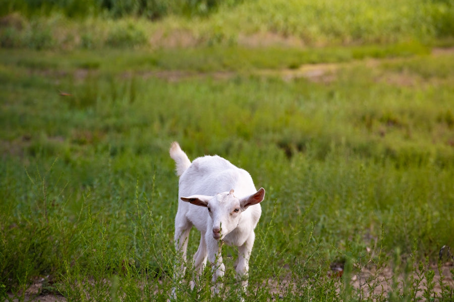 The Importance of Sustainable Pest Control for Pet Health