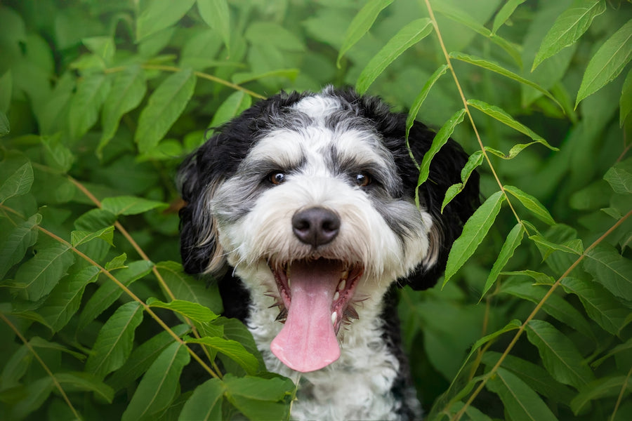 FAQs: Botanical Remedies for Fleas and Eco-friendly Pet Care
