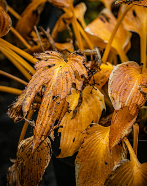 Sustainability in Action: Harnessing Botanical Resources for Pet Care