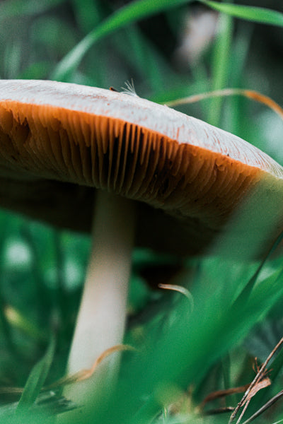 A Deep Dive into Botanical Ingredients for Sustainable Pet Health