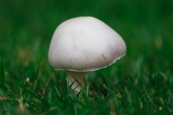 An Educational Guide to Botanical Safety for Flea and Tick Prevention