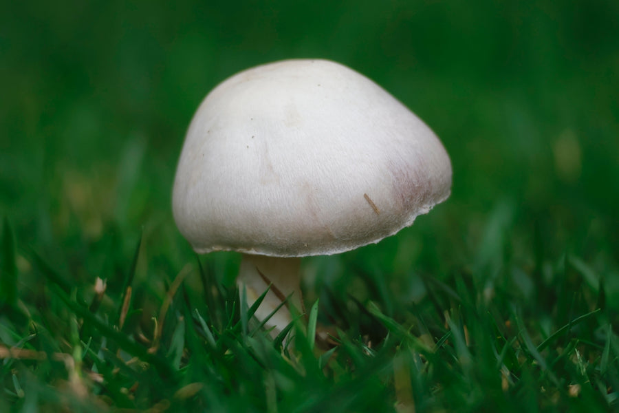 An Educational Guide to Botanical Safety for Flea and Tick Prevention
