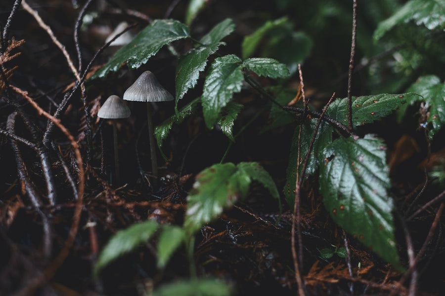 Exploring Natural Foods Like Mushrooms to Boost Canine Skin Health