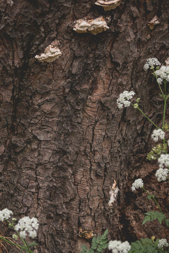 Unlocking the Secrets of Botanical Pesticides for Safe Pet Flea Management