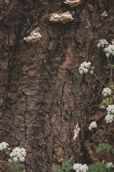 Unlocking the Secrets of Botanical Pesticides for Safe Pet Flea Management