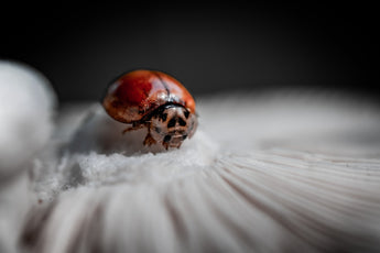 Effective Natural Pesticides for Flea and Tick Prevention on Pets